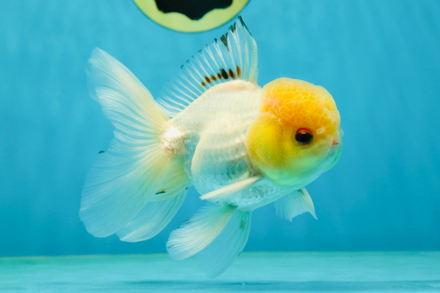 A Grade White Buttoned Eyes Oranda Male 4.5-5 inches #042525OR_09