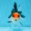 Tricolor Oranda Female 5 inches #091225OR_20