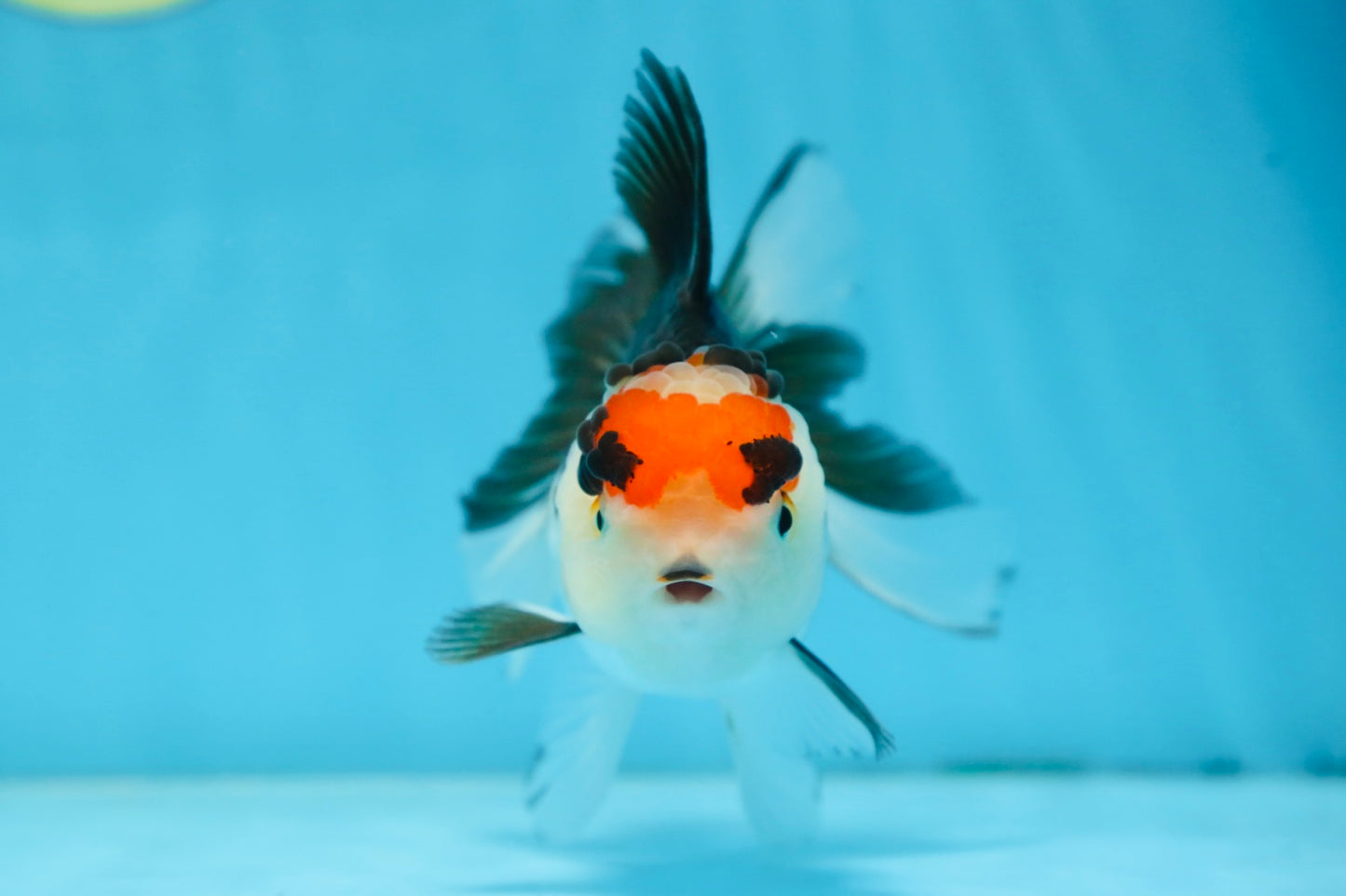 Tricolor Oranda Female 5 inches #091225OR_20