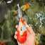 A Grade Sakura Oranda Male 6.5-7 inches #080726OR_15