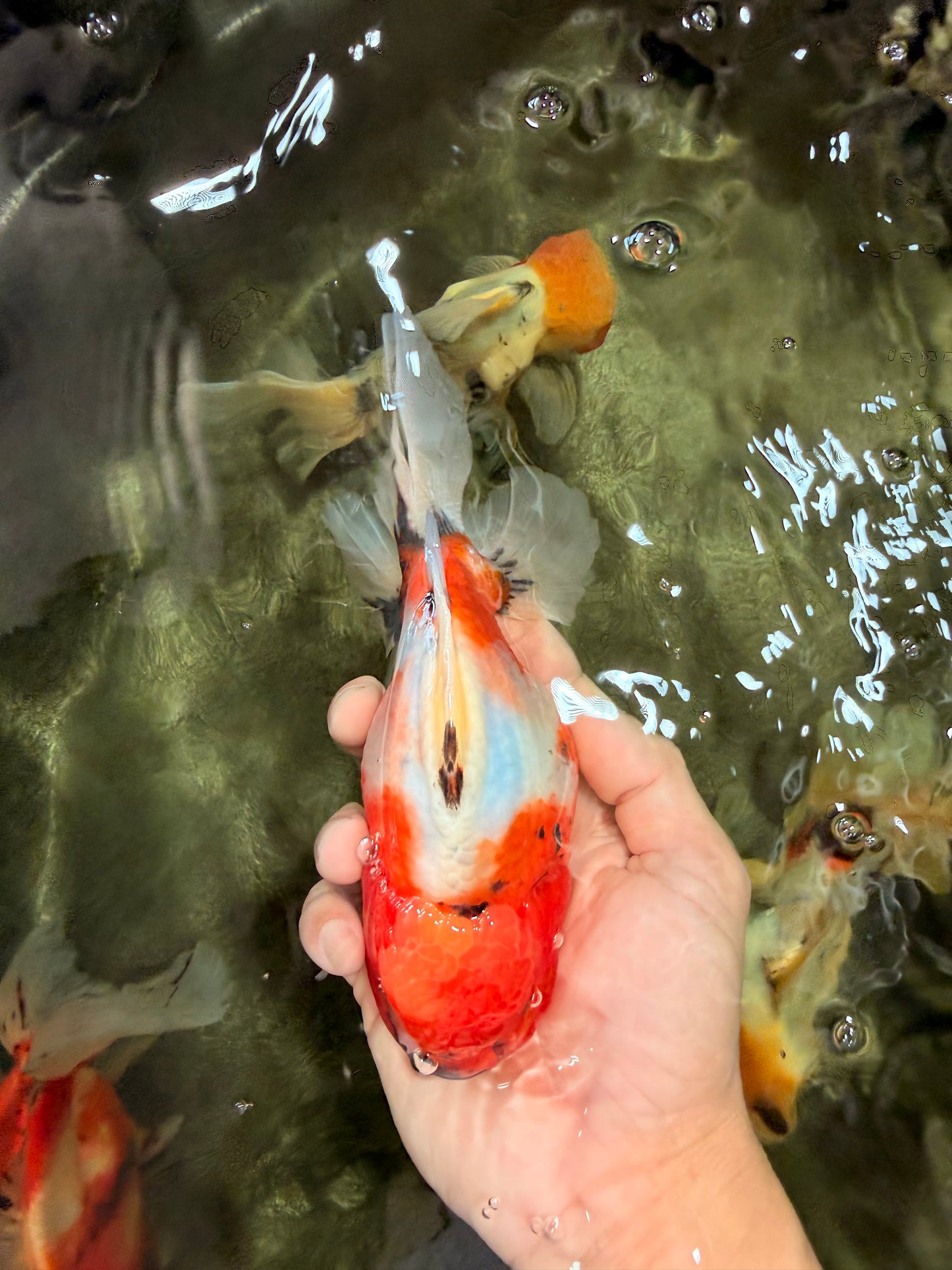 A Grade Sakura Oranda Male 6.5-7 inches #080726OR_15