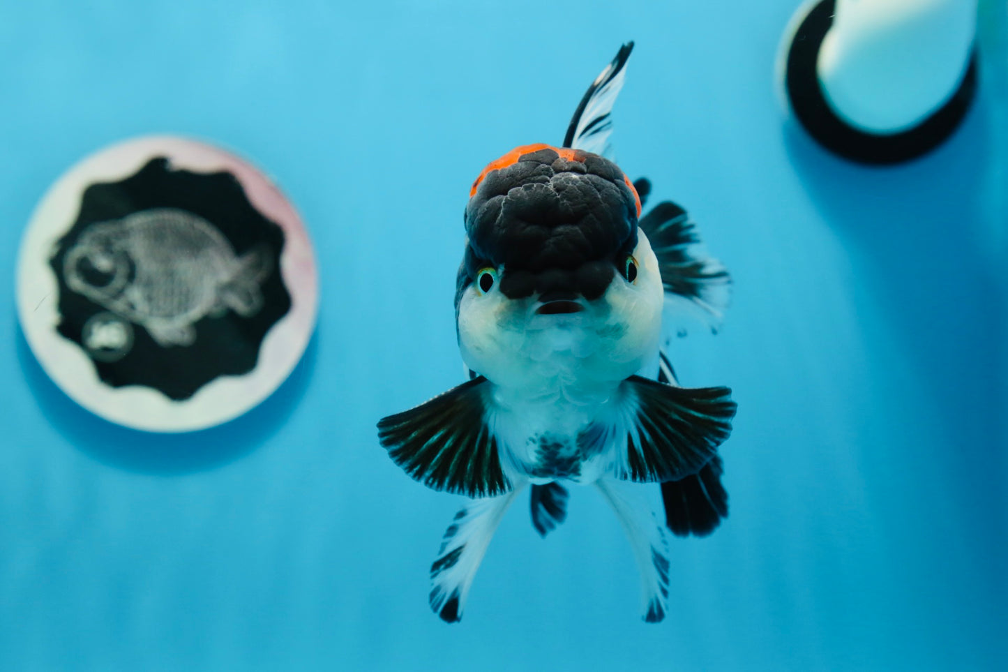 AAA Grade Tricolor Oranda Male 5 inches #0830OR_11