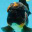 A Grade Lava BULL DOG Oranda Male 6 inches #011025OR_10