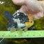 A Grade SPECIAL Panda Button Eyes Oranda Male 4.5-5 inches #072525OR_09