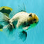 AAA Grade White Marble Oranda Male 5.5 inches #070626OR_23