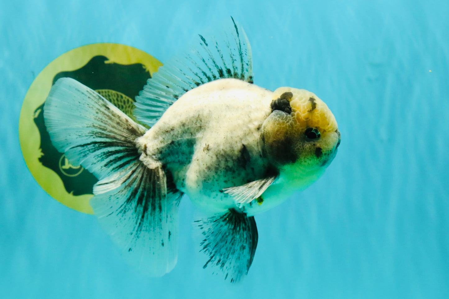 AAA Grade White Marble Oranda Male 5.5 inches #070626OR_23