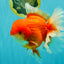 ANGER AAA Grade Broadtail Red White Oranda Male 7 inches #071026OR_05