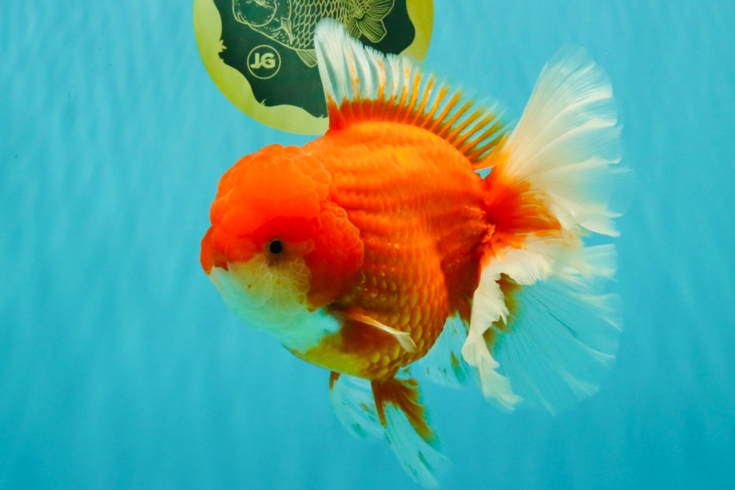ANGER AAA Grade Broadtail Red White Oranda Male 7 inches #071026OR_05