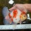 AAA Grade CHUNKY Sakura Oranda Female 6-6.5 inches #080825OR_15