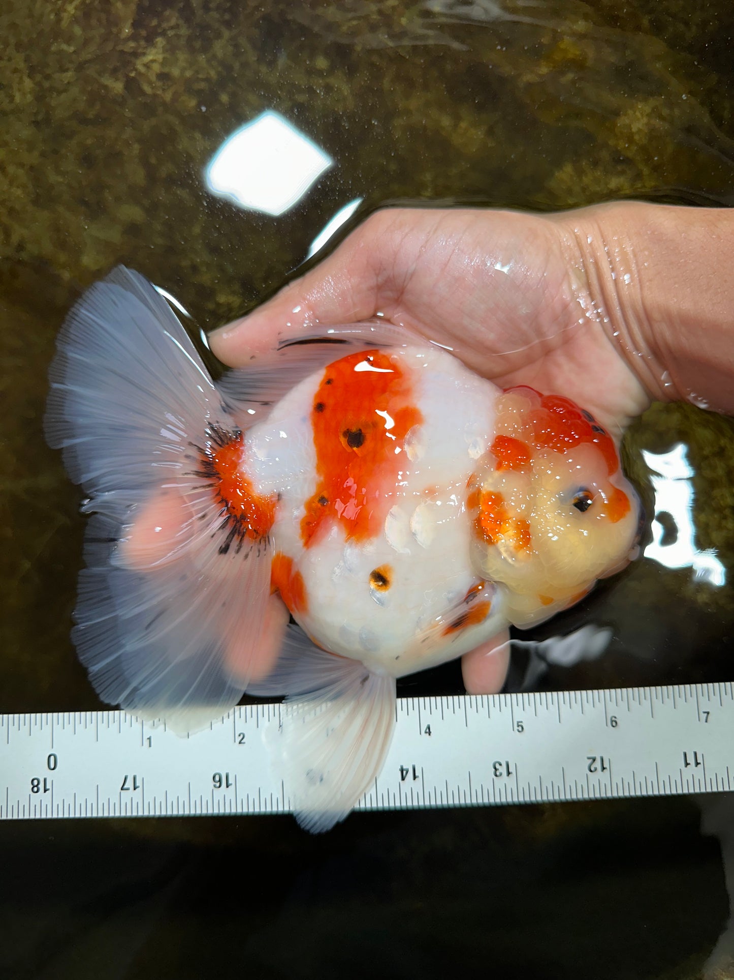 AAA Grade CHUNKY Sakura Oranda Female 6-6.5 inches #080825OR_15
