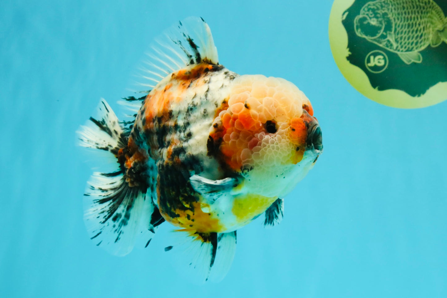 FLUFFY AAA Grade Marble Calico Yuanbao Male 5.5-6 inches #032026YB_20