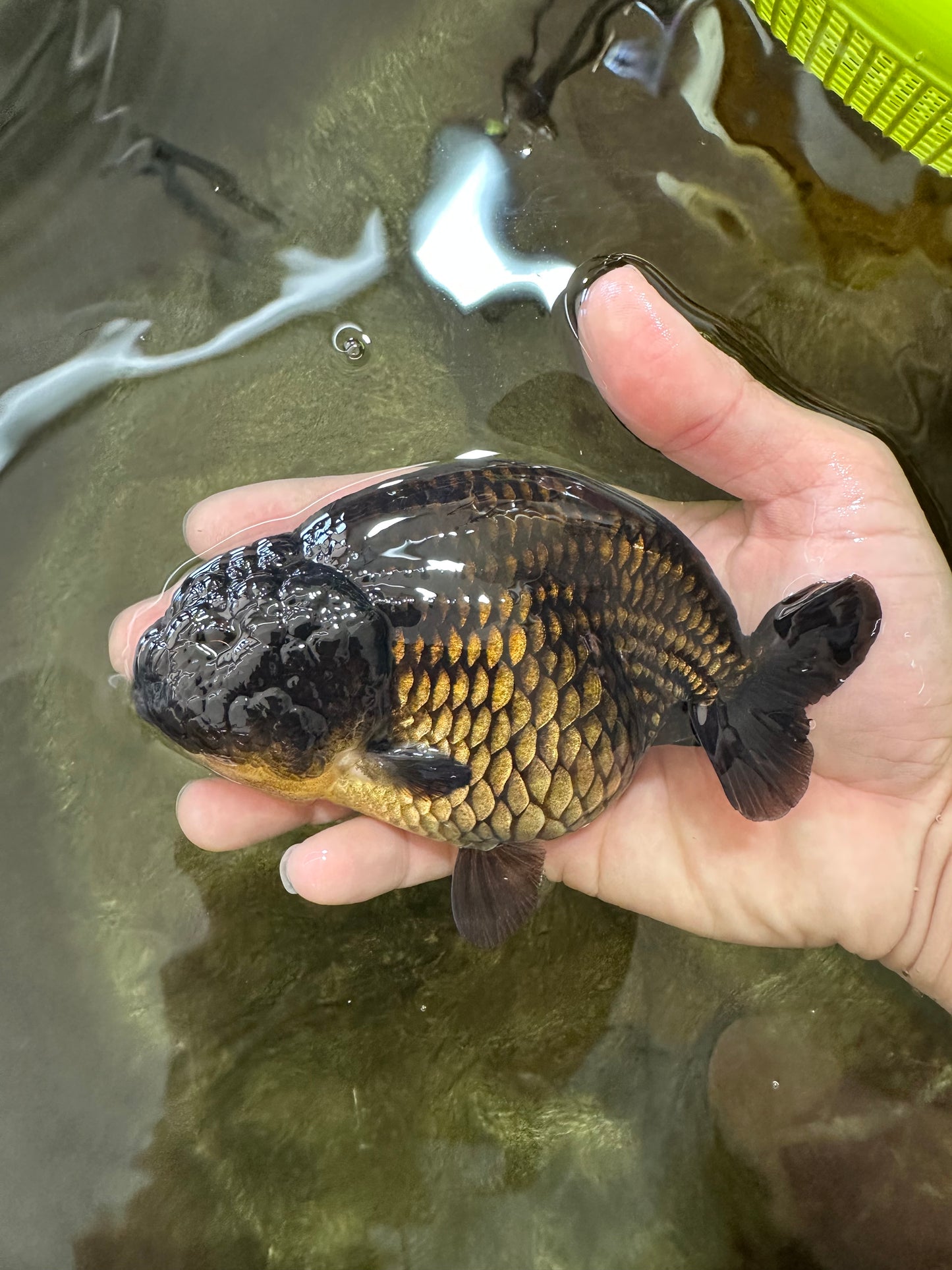 AAA Grade Black LionQueen 5 inches #062725LC_05