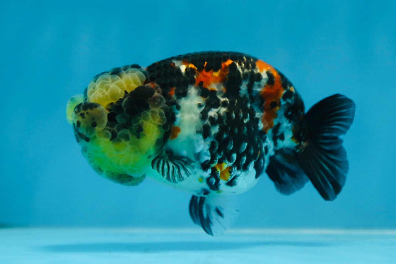 SUPER CUTE Tricolor Tiger Lionchu Female 3.5 inches #090525LC_04