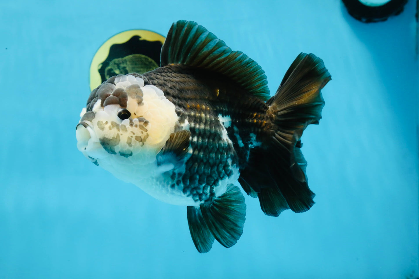 AAA Grade FLUFFY Panda Yuanbao Female 6-6.5 inches #100325YB_05