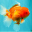 CHUNKY A Grade Cherry Blossom Red White Oranda Male 5.5 inches #061926OR_25