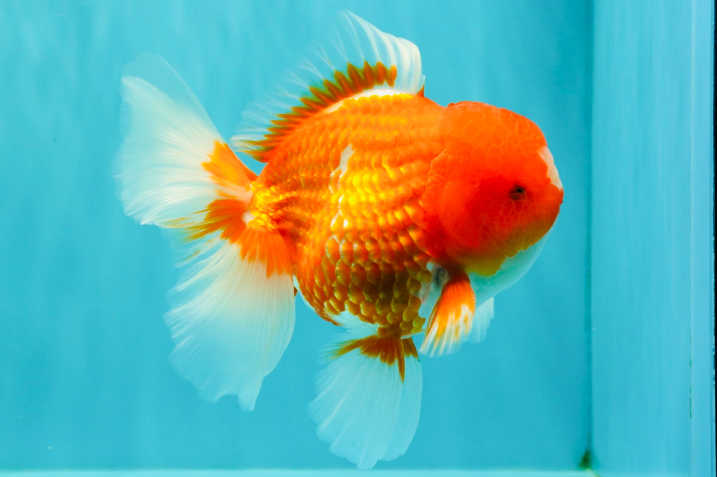 CHUNKY A Grade Cherry Blossom Red White Oranda Male 5.5 inches #061926OR_25