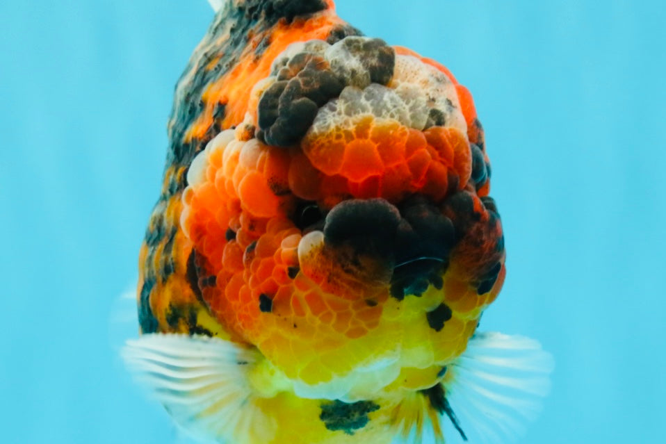 SUPER Special AAA Grade Godzilla Tiger Yuanbao Male 5 inches #022726YB_01