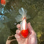 Red White Oranda Female 5 inches #110824OR_05