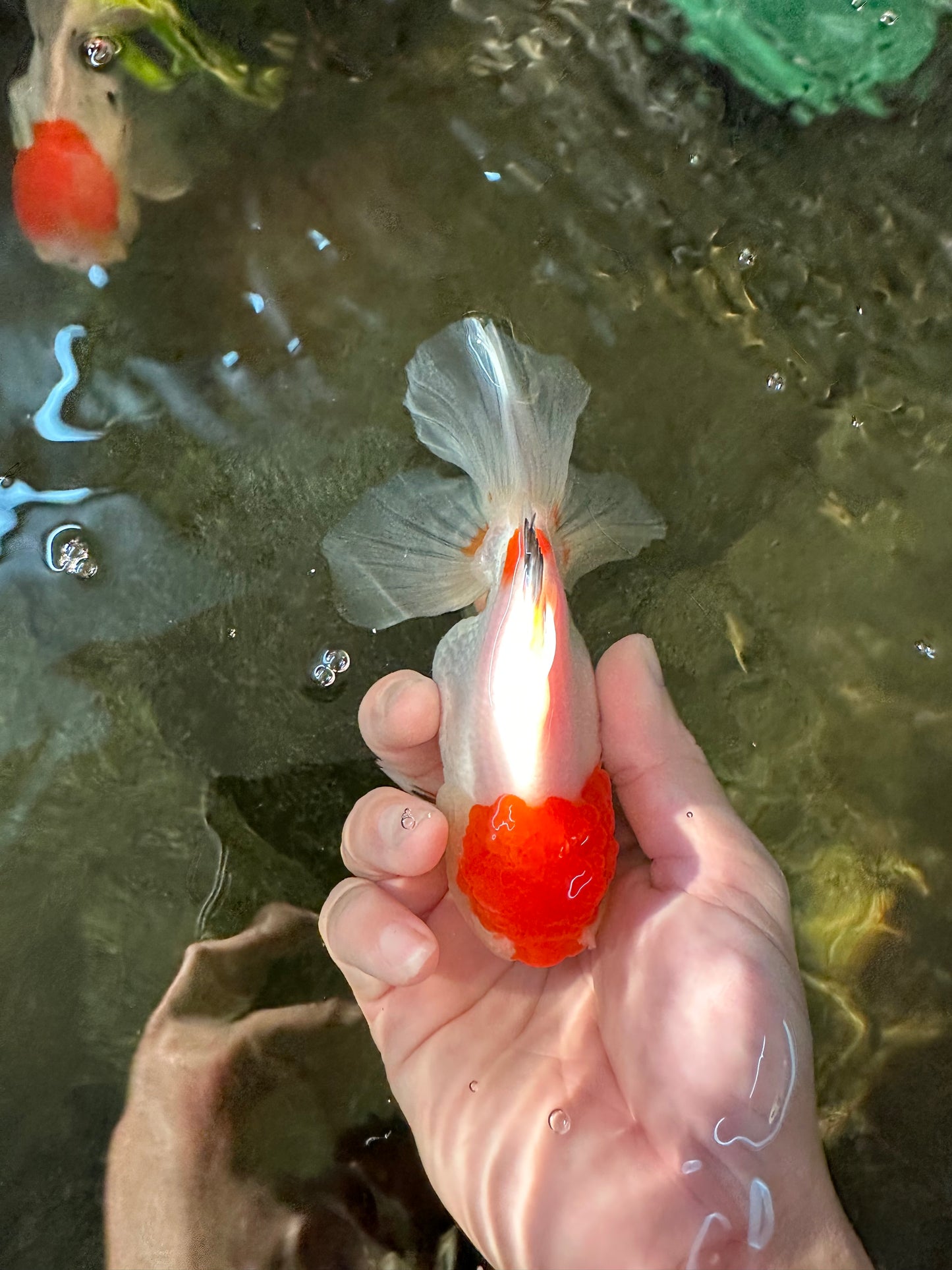 Red White Oranda Female 5 inches #110824OR_05