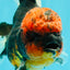 CHONKY AAA Grade Red Head Kirin Oranda Male 6-6.5 inches #072426OR_18