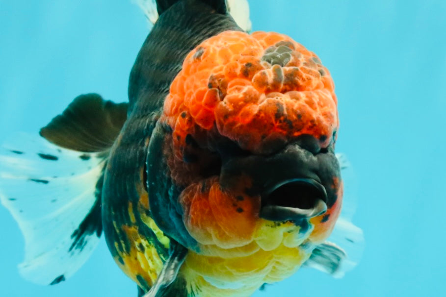 CHONKY AAA Grade Red Head Kirin Oranda Male 6-6.5 inches #072426OR_18