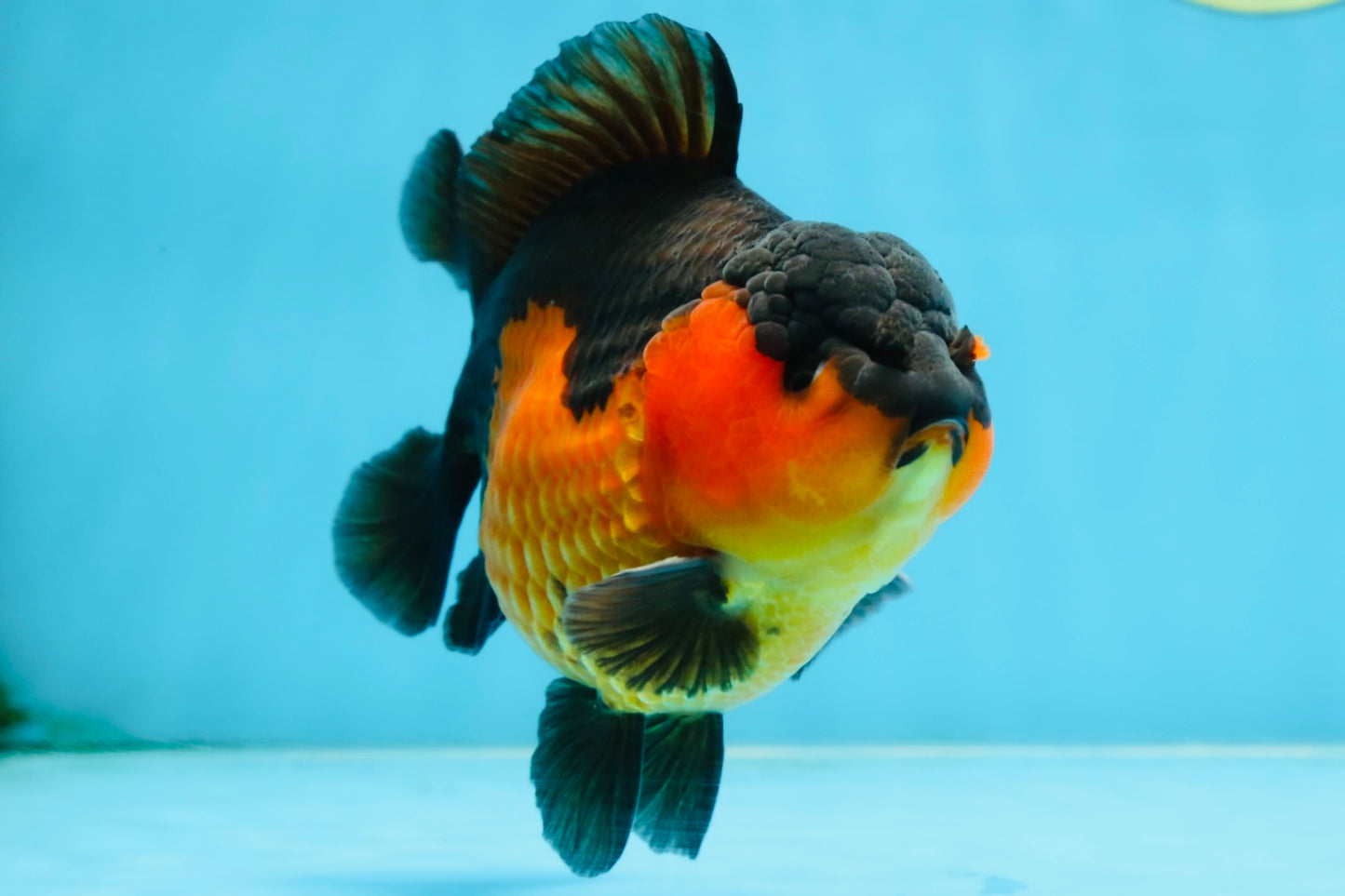 A Grade Apache Yuanbao Male 5 inches #101025YB_26