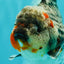 AAA Grade Calico Kirin Oranda Female 6.5 inches #100226OR_33