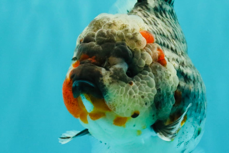 AAA Grade Calico Kirin Oranda Female 6.5 inches #100226OR_33
