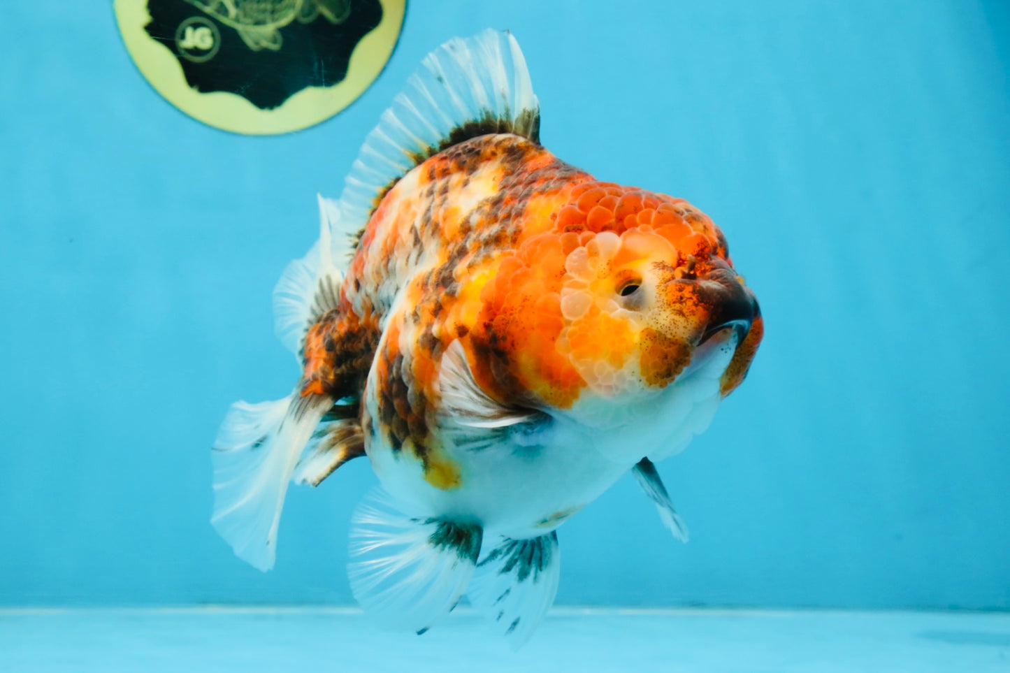 Marble Sakura Yuanbao Female 5.5 inches #111425YB_03