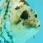 A Grade Tiger Ranchu Female 5-5.5 inches #073126RC_12