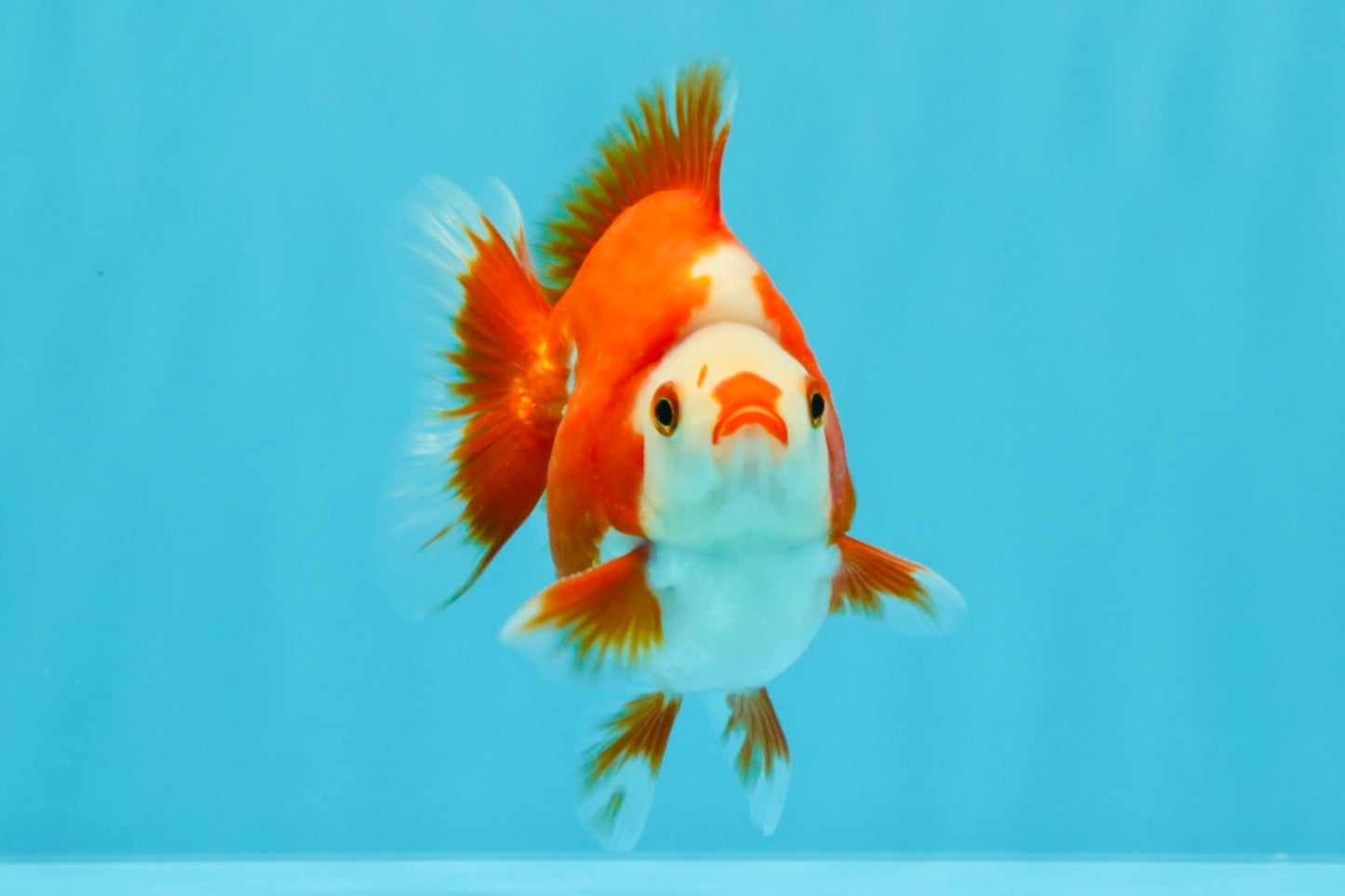 SUPER AAA Grade Red White Ryukin Male 4 inches #022726RK_16