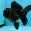A Grade Apache Oranda Male 5 inches #081525OR_22