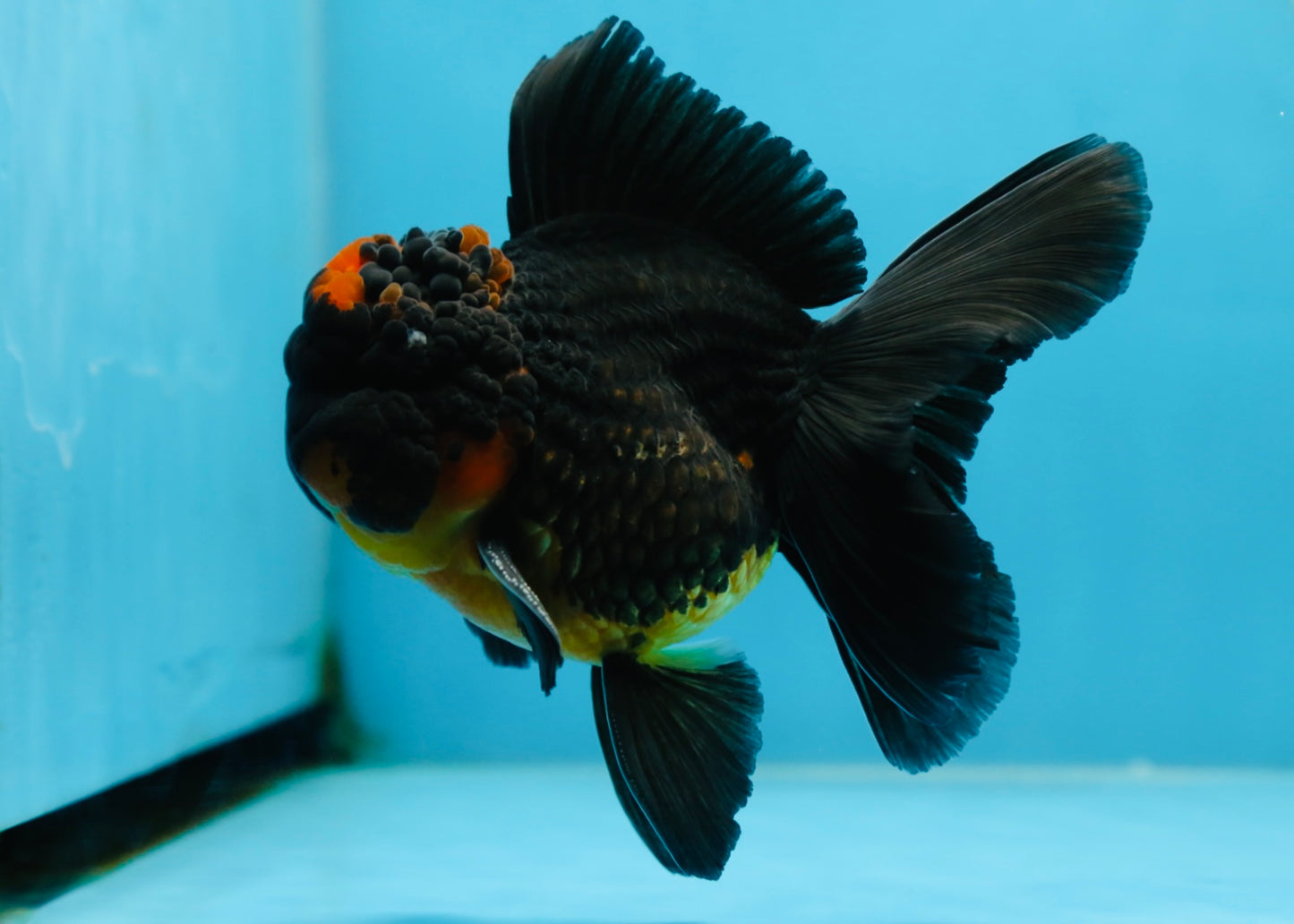 A Grade Apache Oranda Male 5 inches #081525OR_22