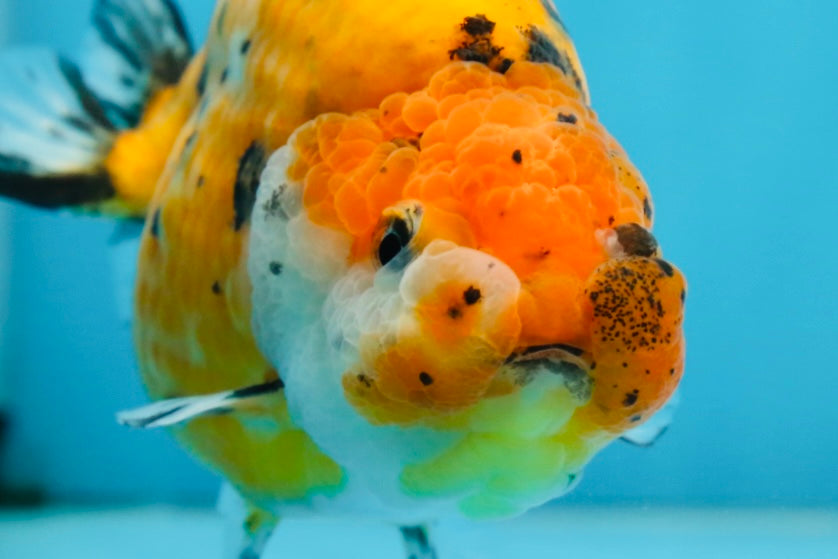 Tiger Lionchu Female 4.5 inches #062025LC_13