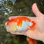 FLUFFY WEN AAA Grade Red White LionQueen 4.5 inches #050126LC_19