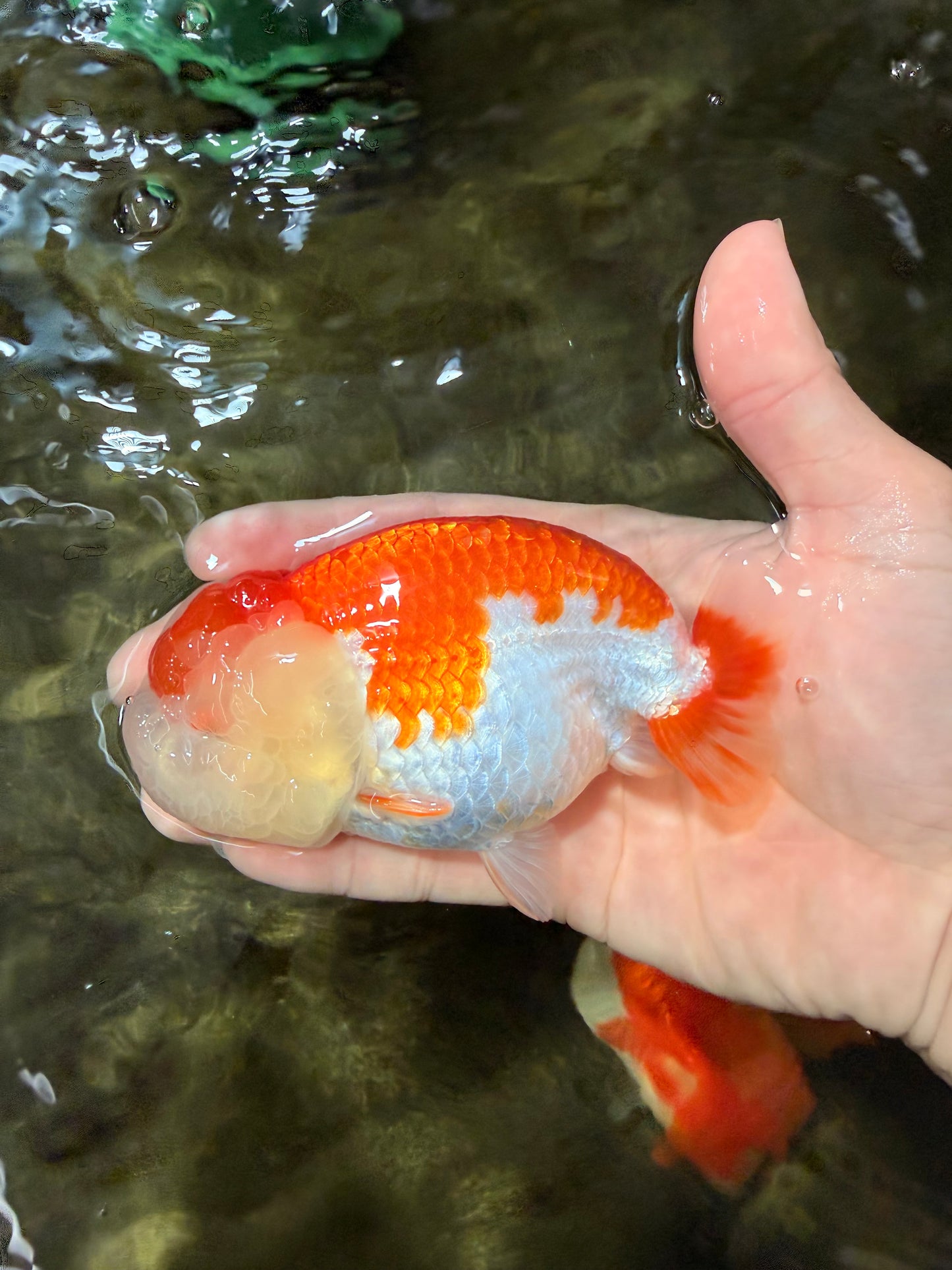 FLUFFY WEN AAA Grade Red White LionQueen 4.5 inches #050126LC_19