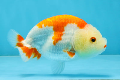 A Grade Red White LionKing 4 inches #112825LC_11