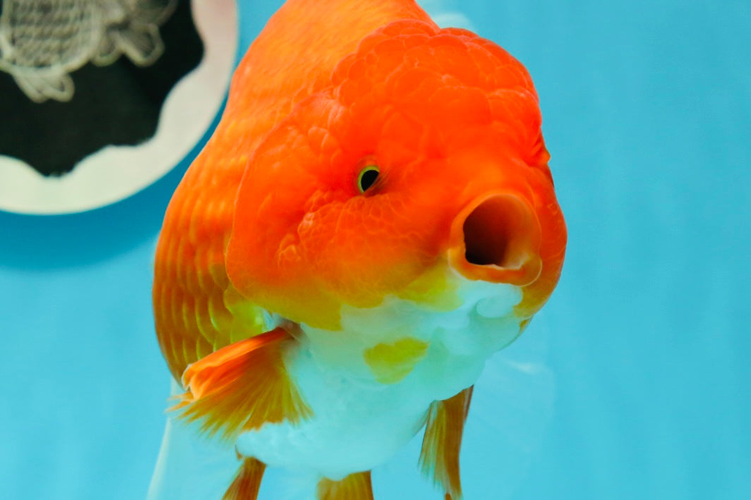 AAA Grade Red White Godzilla Oranda Female 6 inches #0209OR_09 – Jimmy ...