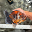 AAA Grade Granite Calico Oranda Female 6.5-7 inches #073126OR_03