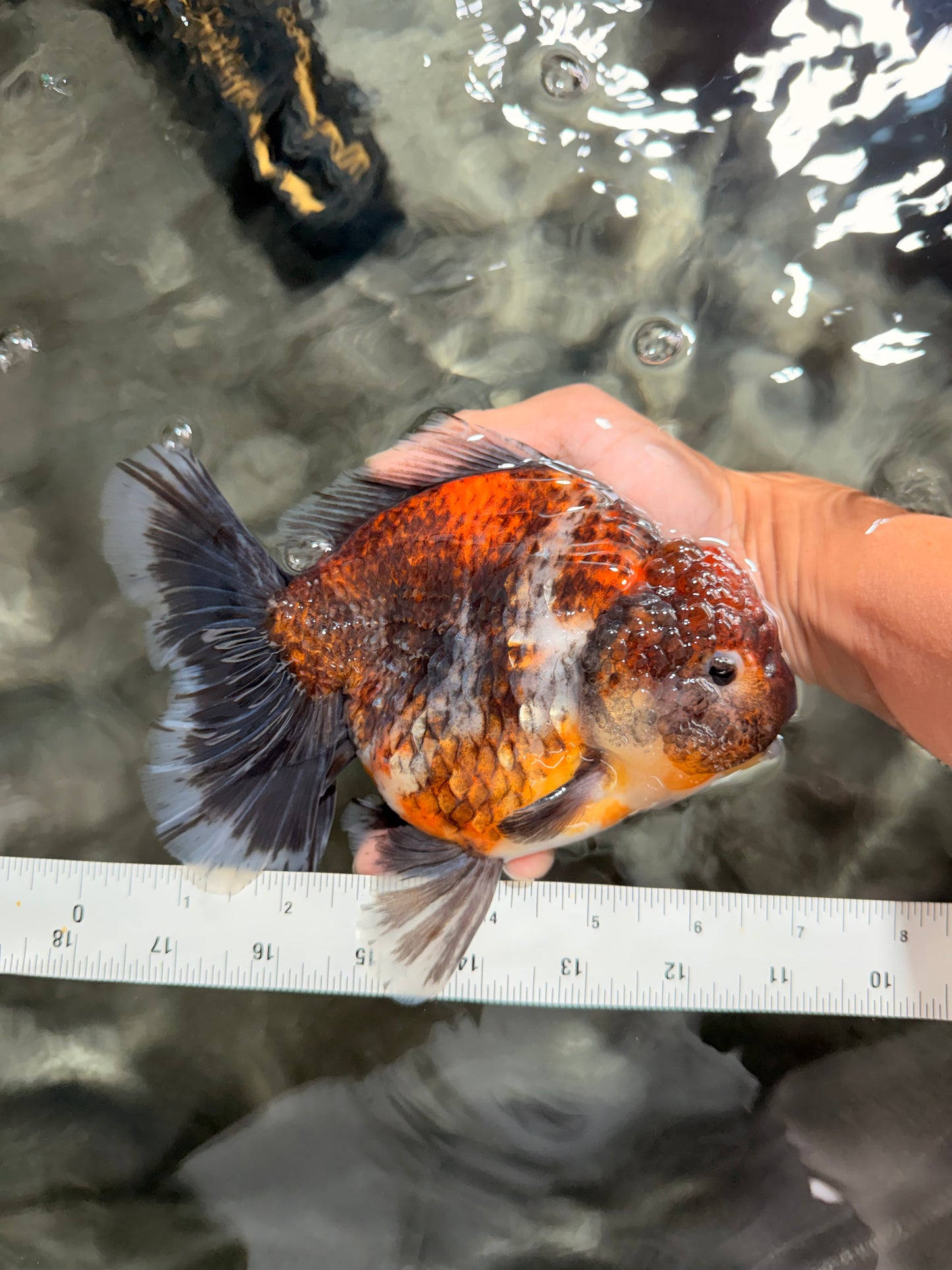 AAA Grade Granite Calico Oranda Female 6.5-7 inches #073126OR_03
