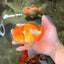 A Grade Cheese Orange White Oranda Male 5.5 inches #062626OR_22