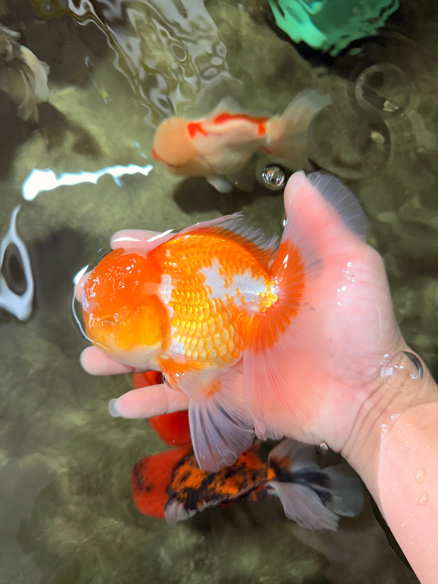 A Grade Cheese Orange White Oranda Male 5.5 inches #062626OR_22