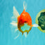A Grade Red White Oranda Female 5.5-6 inches #101626OR_14