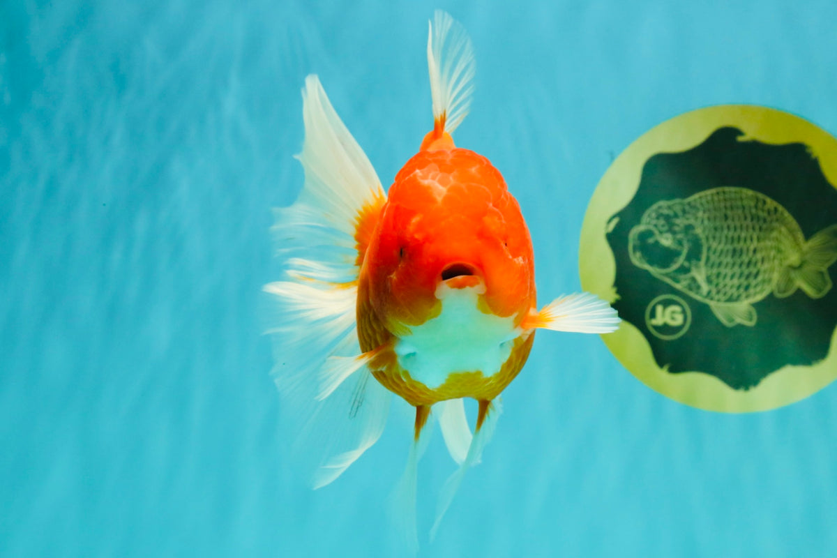 A Grade Red White Oranda Female 5.5-6 inches #101626OR_14