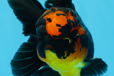 A Grade Apache Lava Head Oranda Male 5-5.5 inches #081525OR_25