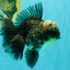 AAA Grade Kirin Jade Head Oranda Male 6 inches #070626OR_20