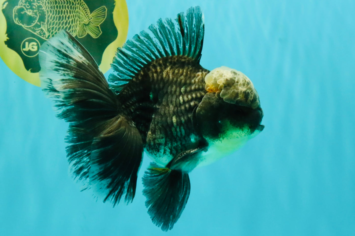 AAA Grade Kirin Jade Head Oranda Male 6 inches #070626OR_20