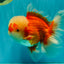 FLUFFY AAA Grade Red White Oranda Male 7.5 inches #080726OR_03