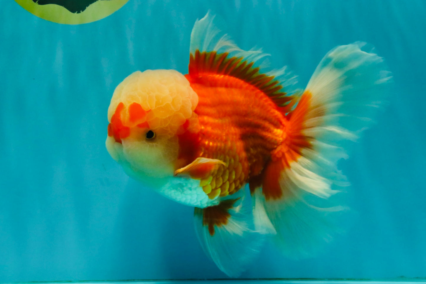 FLUFFY AAA Grade Red White Oranda Male 7.5 inches #080726OR_03