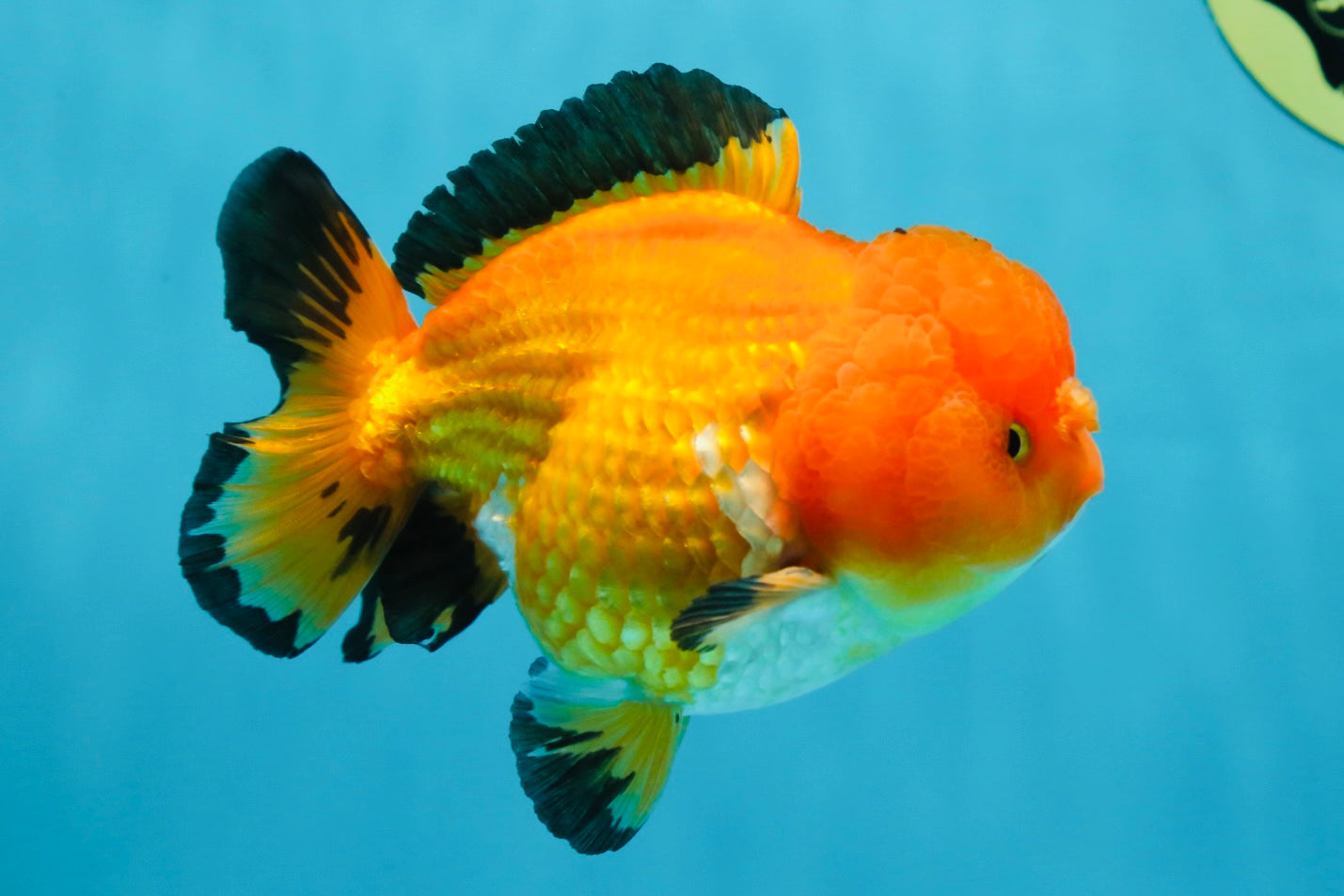 Pompom Tricolor Yuanbao Male 4.5 inches #060625YB_07